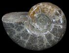 Polished Ammonite (Anapuzosia) - Madagascar #34235-1